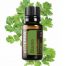 Cilantro Essential Oil